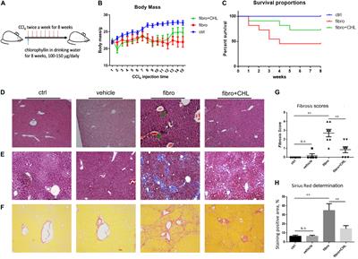 Chlorophyllin Modulates Gut Microbiota and Inhibits Intestinal Inflammation to Ameliorate Hepatic Fibrosis in Mice